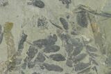 Pennsylvanian Fossil Fern (Macroneuropteris?) Plate - Kentucky #158723-1